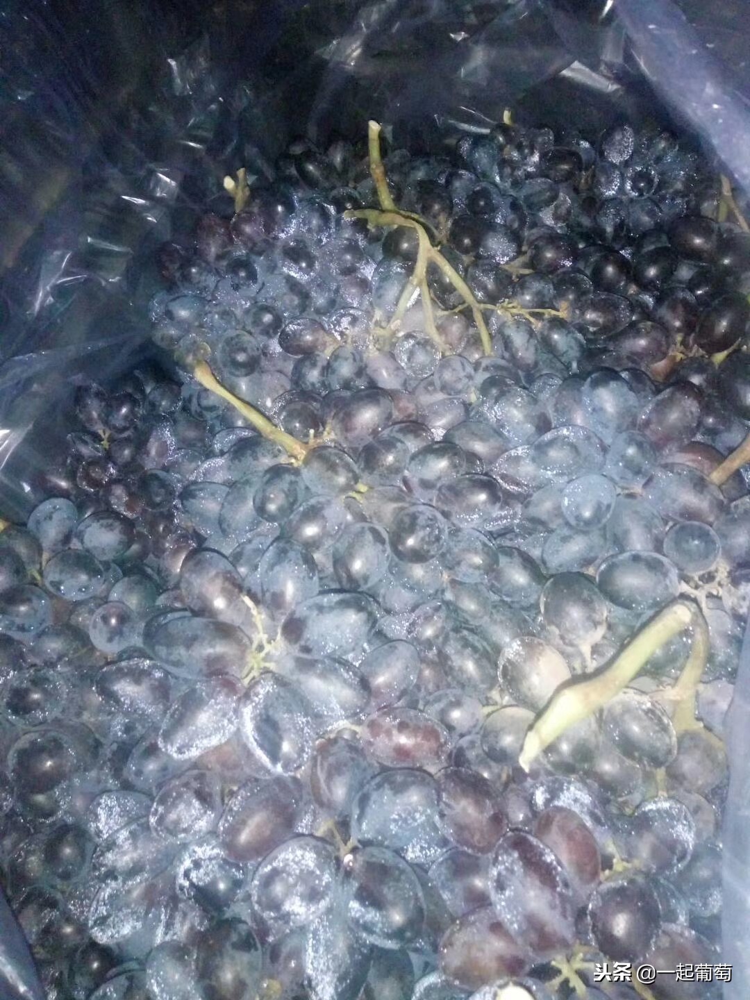 葡萄来历小故事,收葡萄酿酒