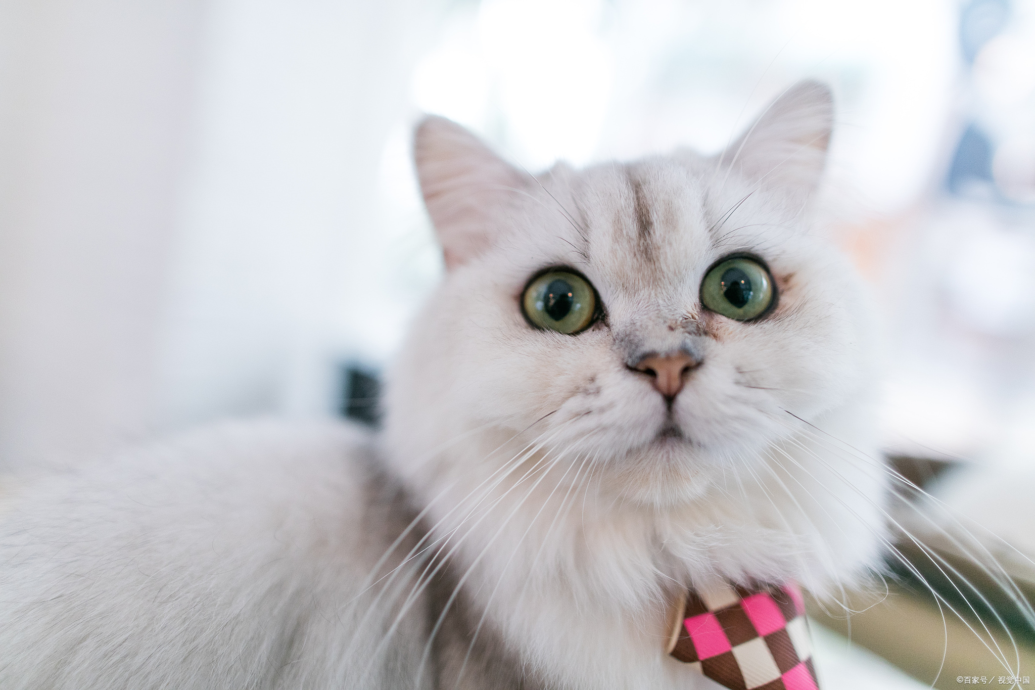 被猫轻微咬伤抓伤需要打针吗,被猫咪咬伤怎么处理伤口