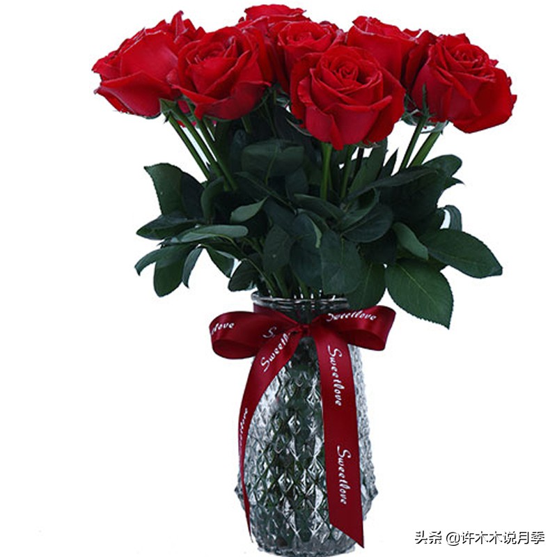 花店玫瑰自己可以种吗?玫瑰种植手册在此,情人节别浪费钱买花了