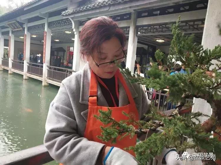 山东盆景艺术大师王桂华,金艳盆景精品欣赏