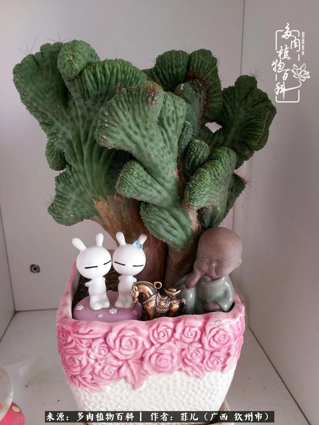 多肉相伴的感悟,与多肉为伴的时光真的很美好