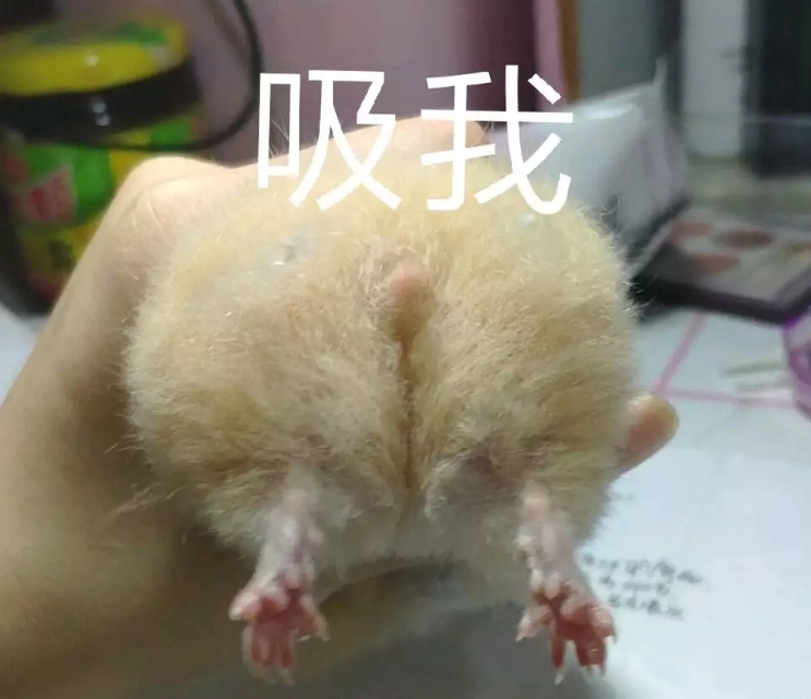 银狐仓鼠的缺点,银狐仓鼠的饲养方法