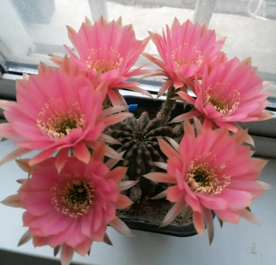 为什么我的仙人球总是烂,仙人球花径不直立怎么办