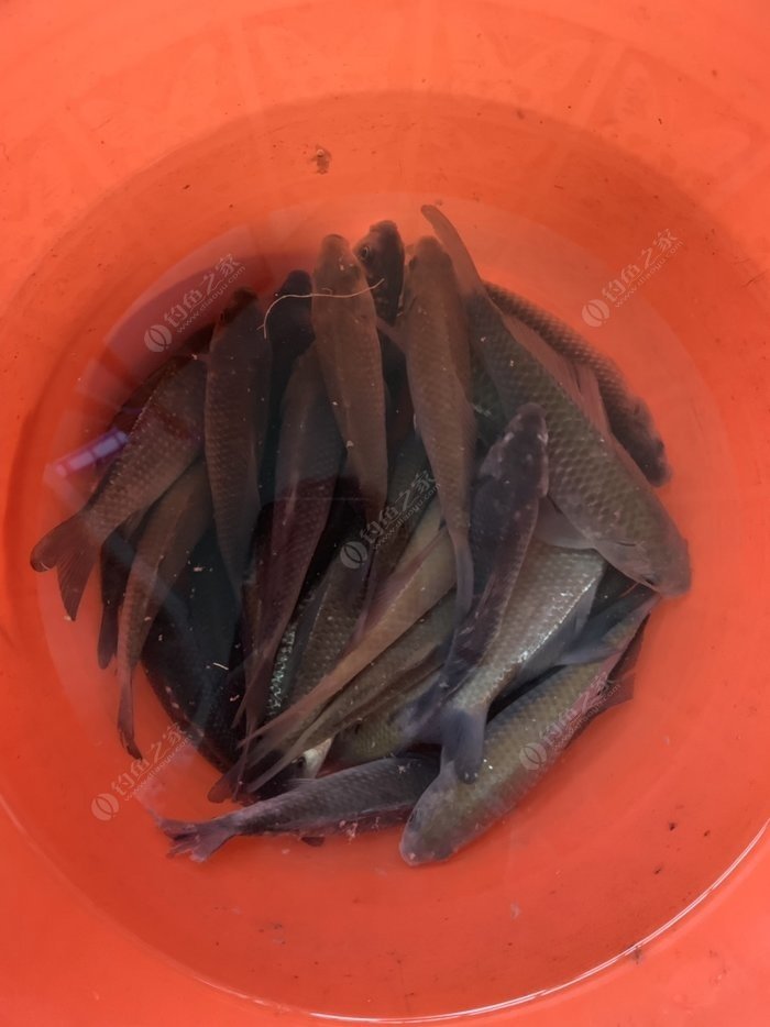 为什么提竿老是脱钩,为什么鱼拖竿了还会脱钩