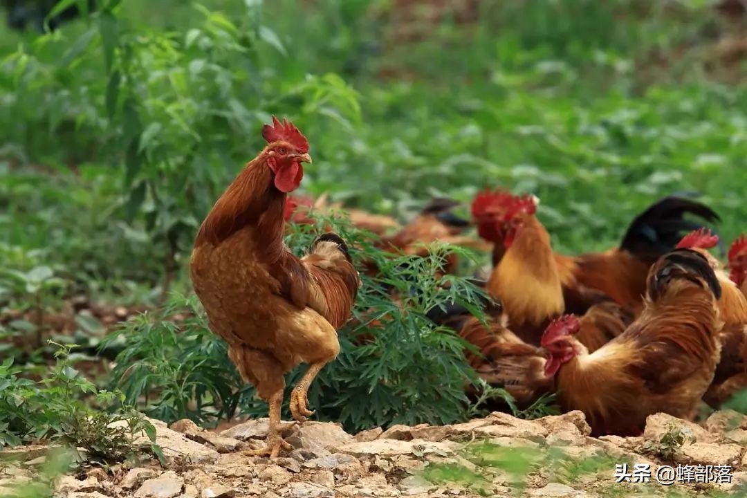 2020最赚钱的养殖行业是什么,2021年农业养殖致富项目