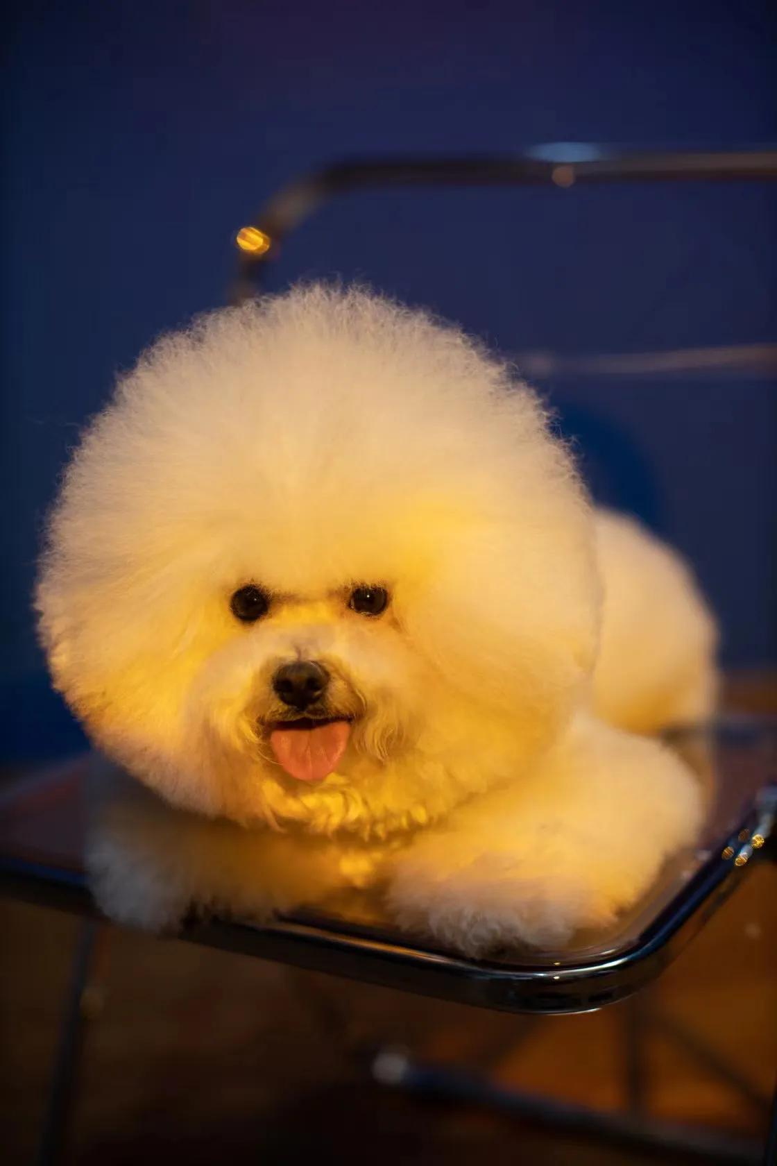 在犬舍一只精品比熊多少钱,比熊犬舍繁殖出售重庆