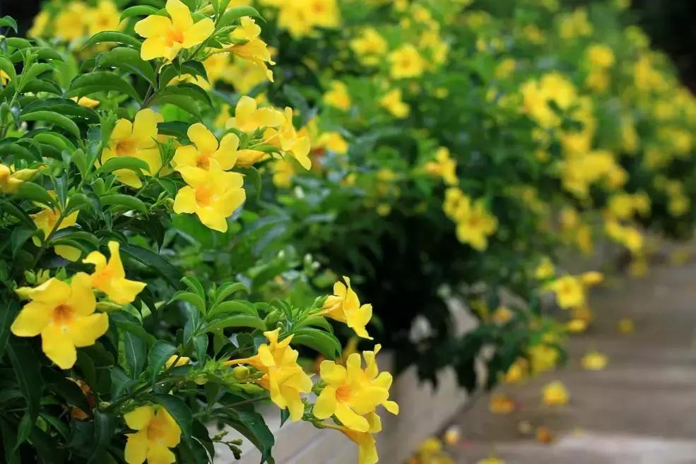 宝宝误食家里养的植物叶子,孩子误食有毒植物