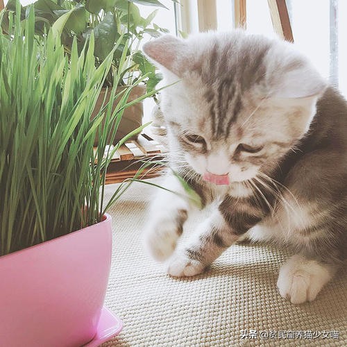 辟谣猫咪,猫咪吐毛球的学术说法