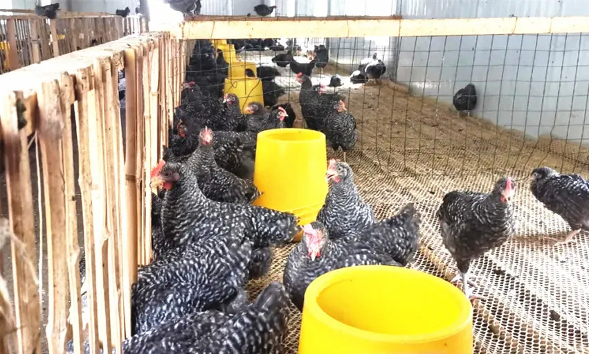 沙湾镇人山人海,沙湾镇发展