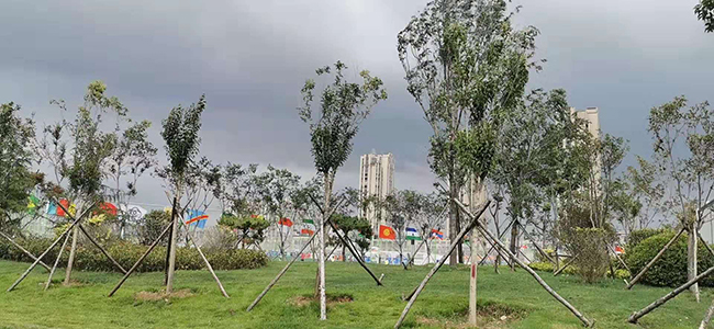 步行15分钟找到足球场，青岛“城阳模式”为城市足球发展树标杆