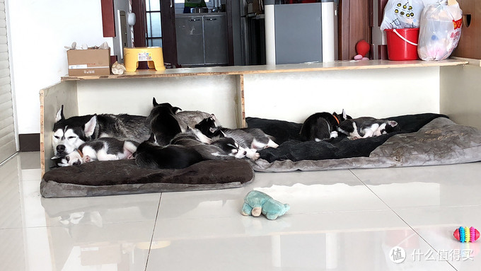 一次创世纪的生活体验—记哈士奇当妈妈