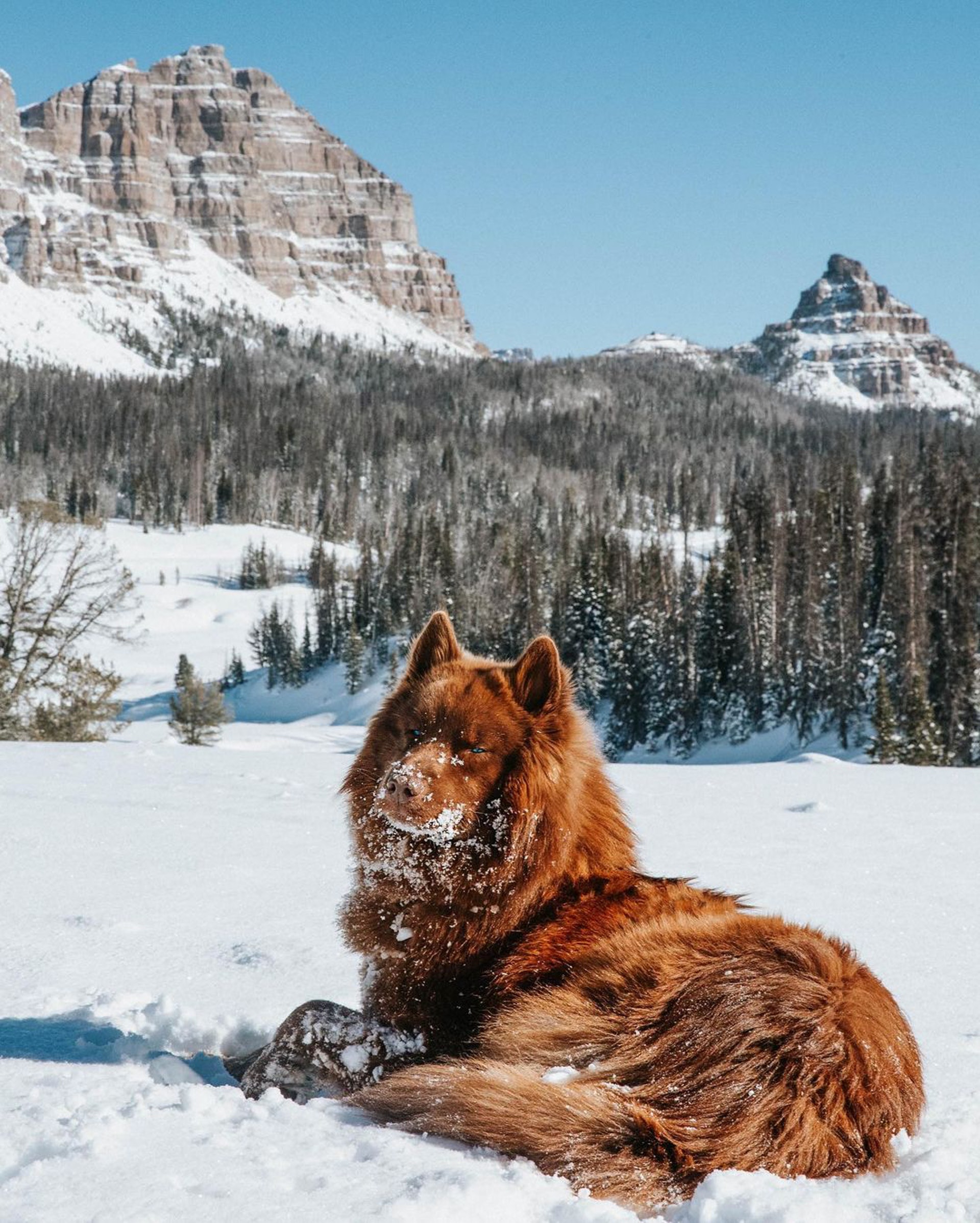 小时候像熊长大后像狼，主人说狗狗是热门犬种，但路人都猜不出