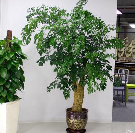 7种象征吉祥好运花,什么花好看又好养寓意好