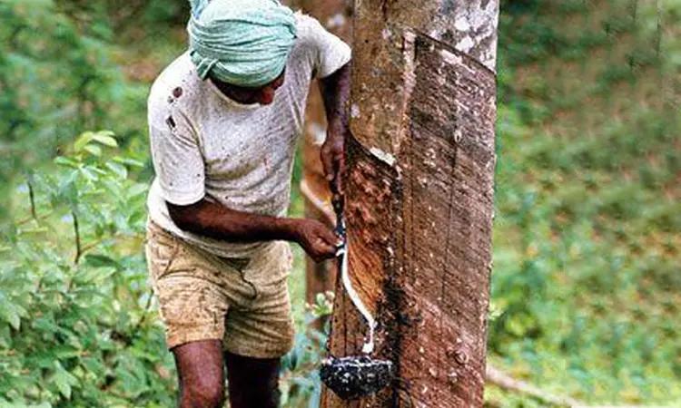 泰国的乳胶枕头制作,泰国乳胶枕手工制作