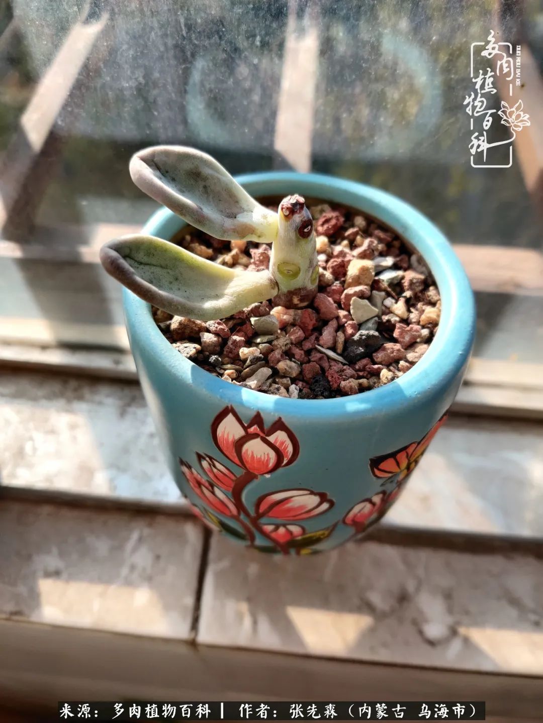 吸取教训，不断探索，英语老师的多肉碎碎念