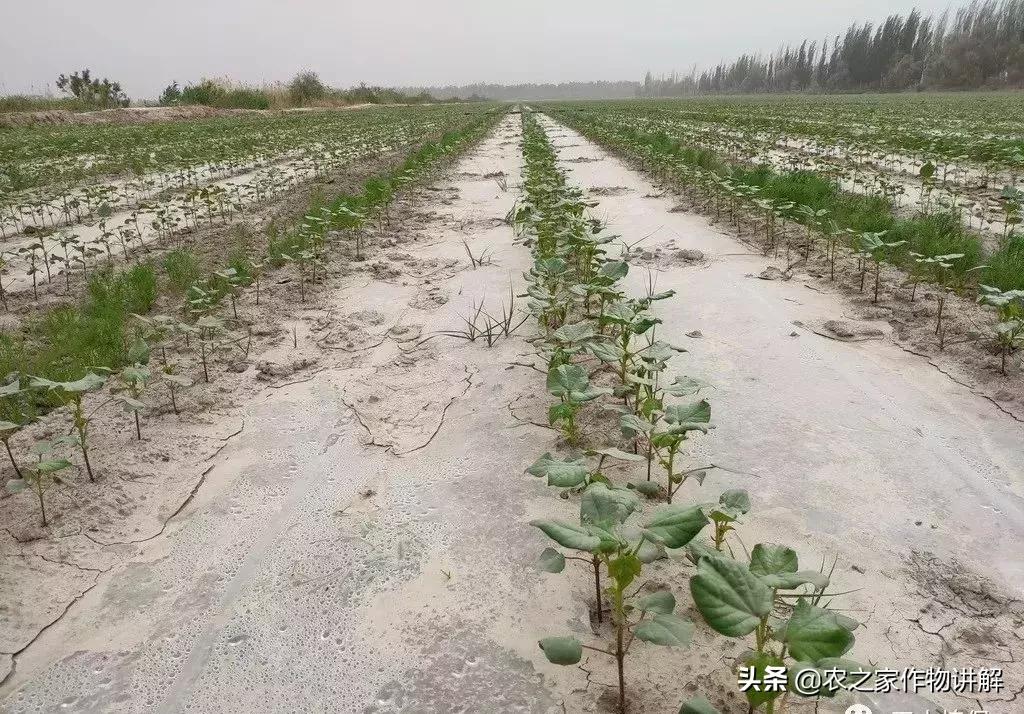 枯草芽孢杆菌是调水还是解毒,肥料枯草芽孢杆菌的作用及功效