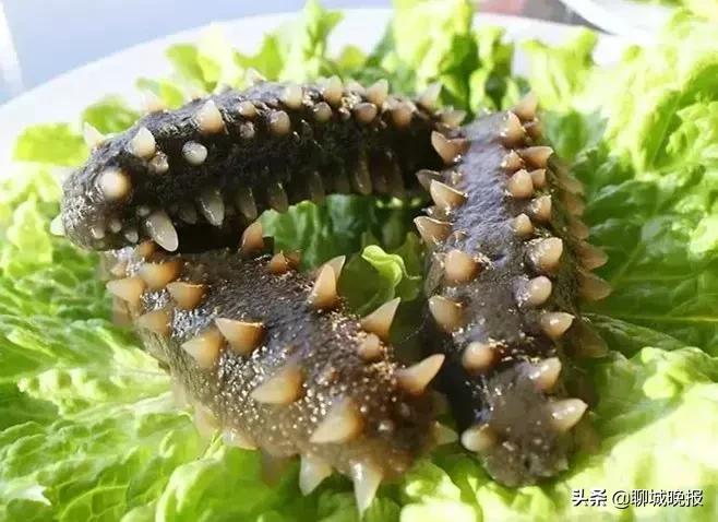 持聊城晚报进店免费领礼品啦！珍品堂尚八仙海参仲秋钜惠全年超低价