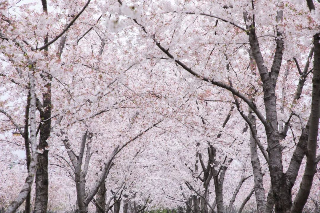 扬州值得吃的地方,扬州有什么值得购买