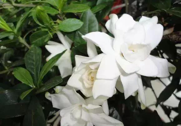 花香的盆栽植物大全,室内适合养哪些有香味的花草植物