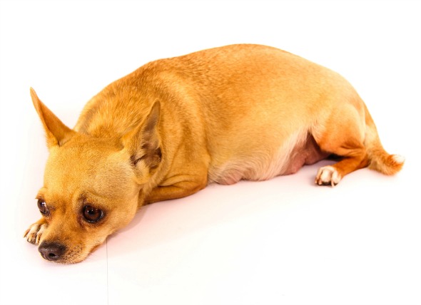 狗狗子宫蓄脓引发的假孕症状,怎么分辨狗狗是真怀孕还是假怀孕