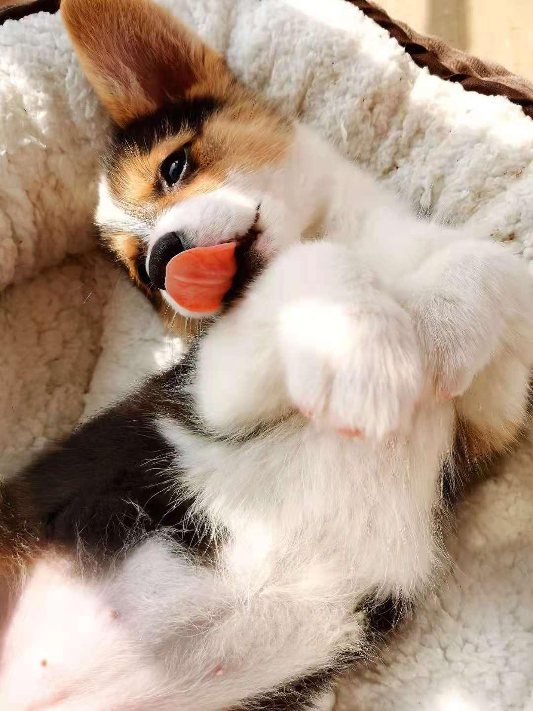 钀岀嫍鐙楃殑骞哥鐢熸椿,钀岀嫍濂剁洊