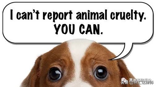 虐待国家保护动物在哪举报,反动物虐待保护法在哪儿投票