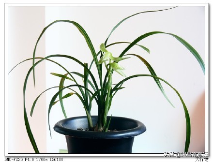 隆昌素“云顶香”险些绝迹的旧事