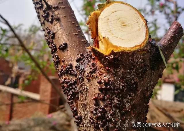 根除朝鲜球坚蜡蚧,朝鲜球坚蚧的人工和生物防治