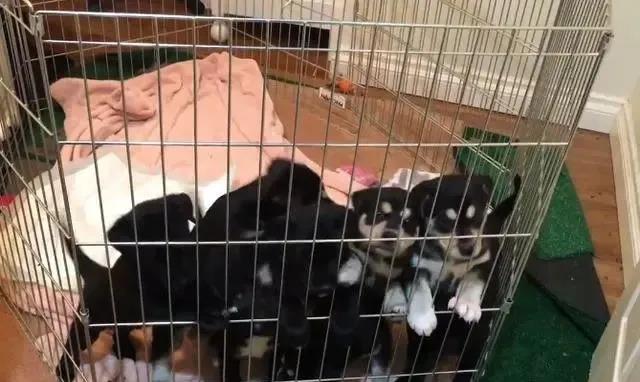 拉布拉多小奶狗新鲜出炉,拉布拉多可爱小奶狗日常