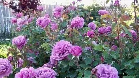 4000种不一样的玫瑰品种大全,100种玫瑰品种图鉴大全