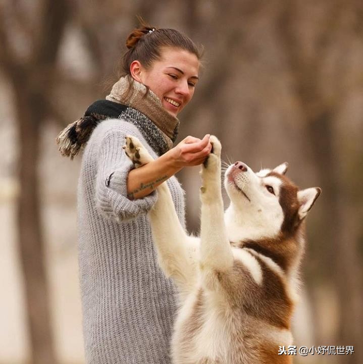 能闻到狗狗的体香,狗狗有哪些东西不能闻