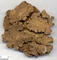 中药学川芎为什么能治头痛,中药川芎治疗头痛效果好