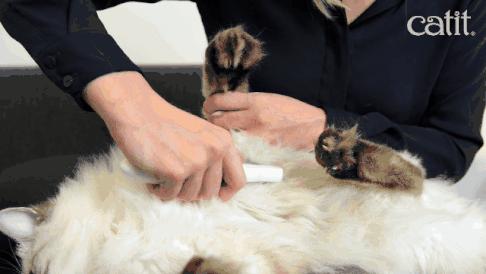 猫咪总挠脸上怎么办,猫咪总挠身上都挠破了是怎么回事