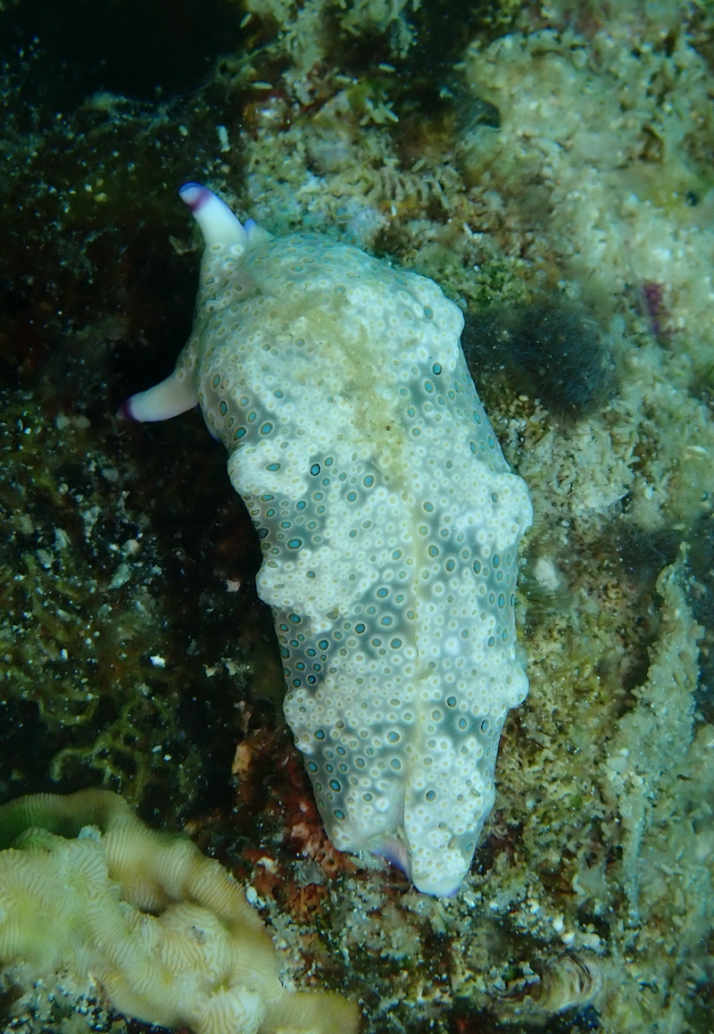 稀有海兔,最稀少的海兔