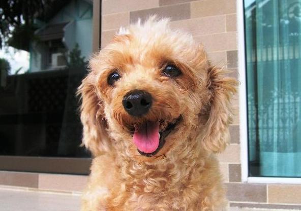 养泰迪对身体的好处,养泰迪的好处和坏处