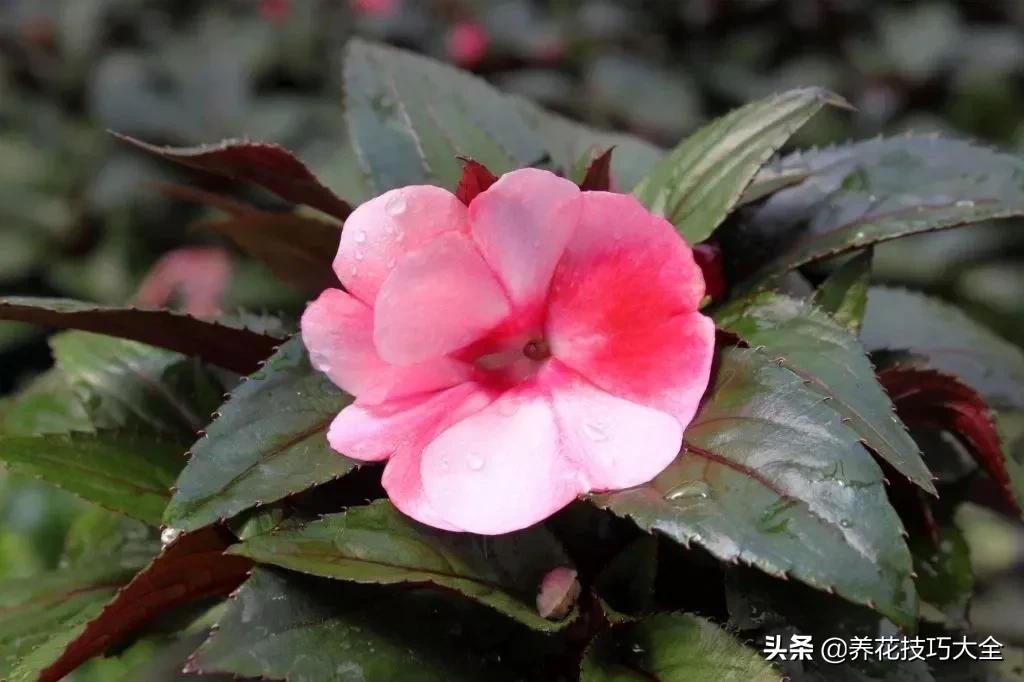 凤仙花幼苗长白毛怎么回事,新几内亚凤仙花的病虫害