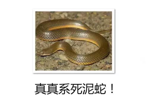 客家话蛇佬是什么意思,客家话南蛇是指什么