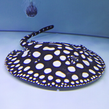 建议穷人养的10种中型观赏鱼,十大养不死的观赏鱼排名