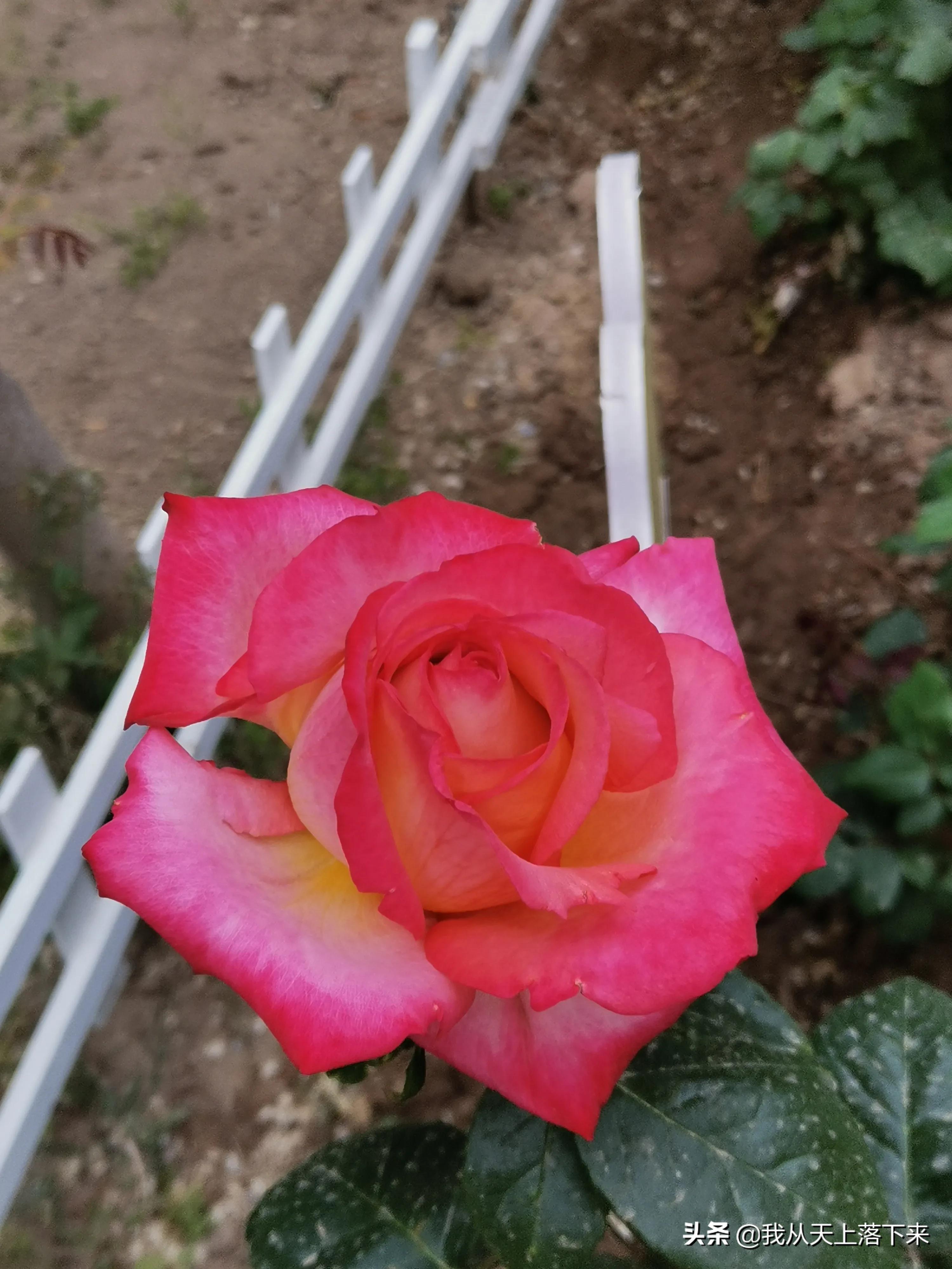 100张花朵美图,100张花图片大全