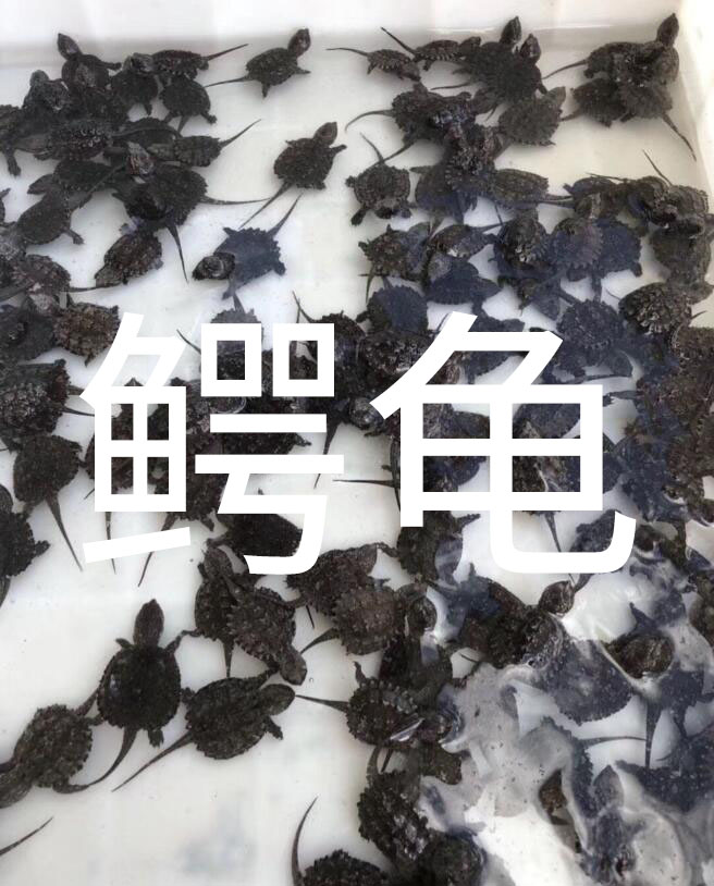 路边摆摊卖什么龟,花鸟市场卖什么龟