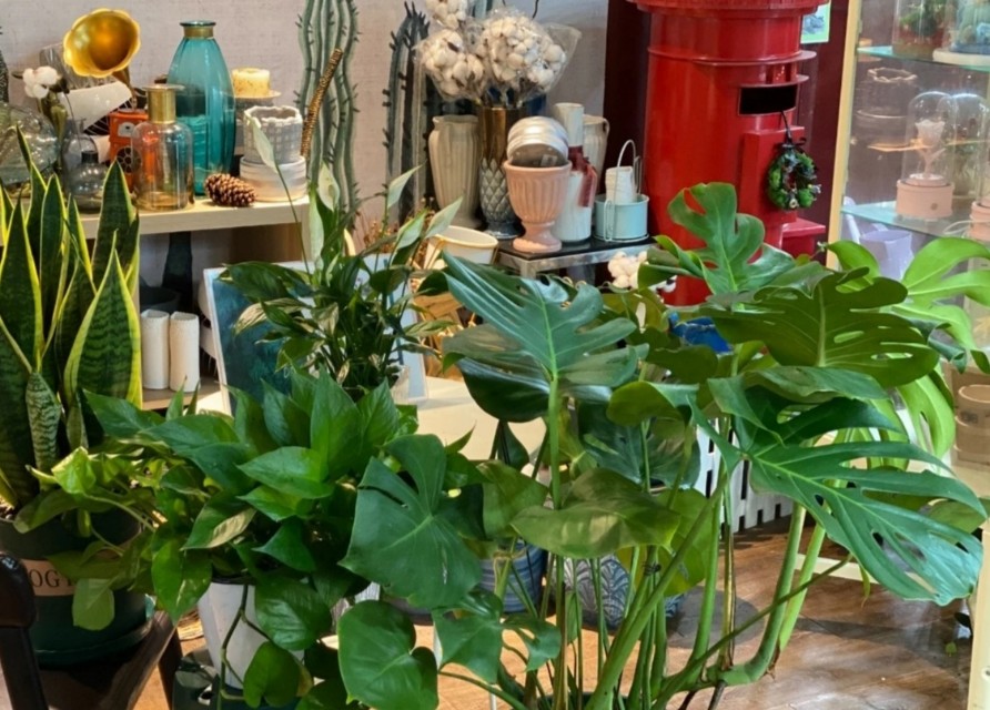 什么绿植吸收甲醛最好,大绿植吸甲醛比较好的都有什么