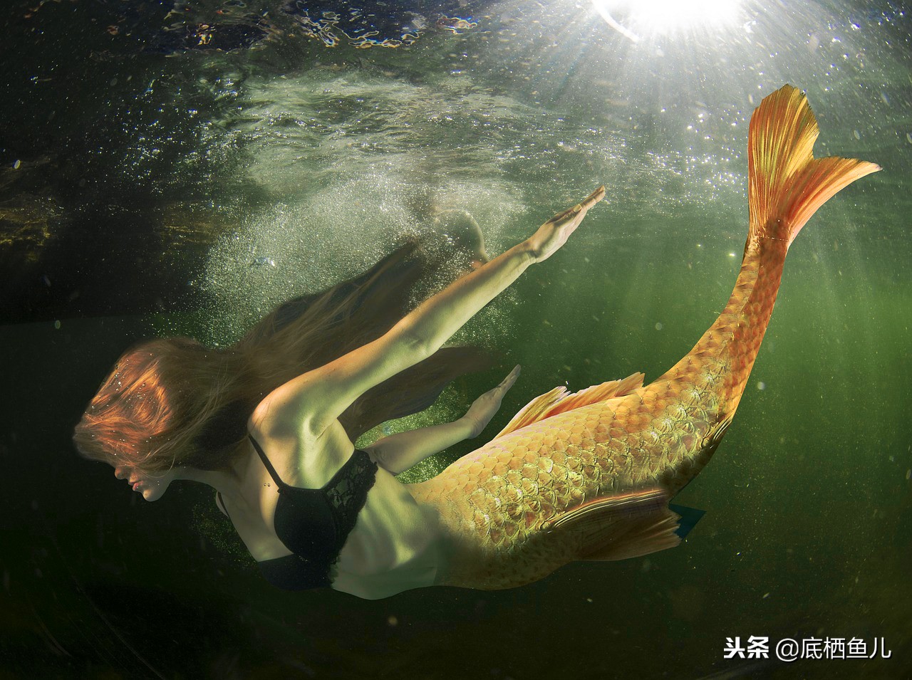 无需加热棒的大型鱼,不需加热棒又好看的鱼