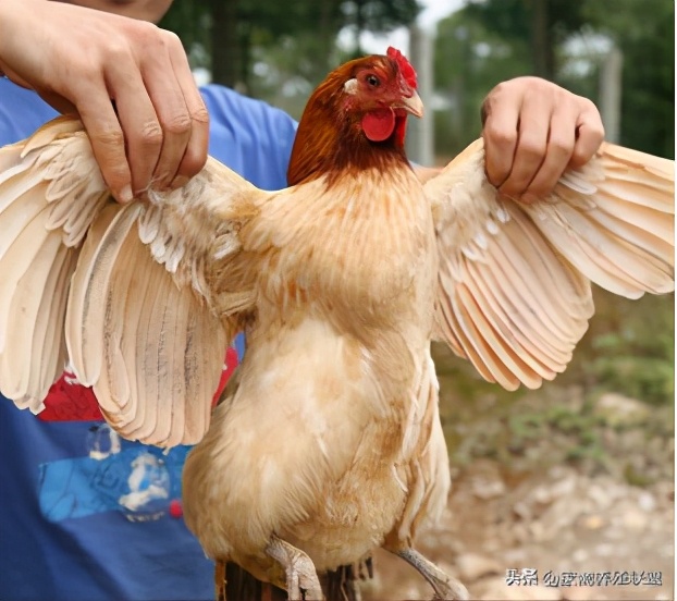 散养土鸡下蛋率最高的品种,散养土鸡的10个技巧