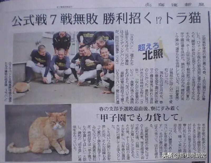 足球场上一只猫竟然赢得了世界杯,一只流浪猫和另一只猫