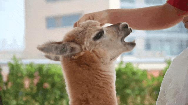 大连么么哒动物园 (大连小众动物园)