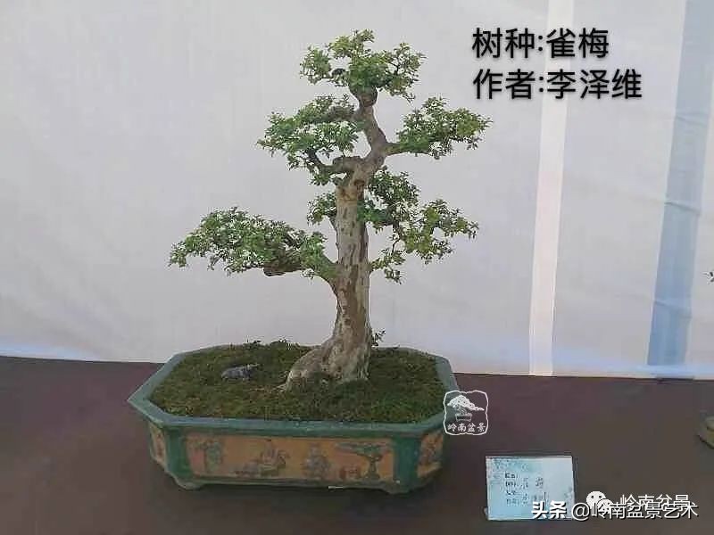 广东的盆景有哪些,适合广东玩的盆景