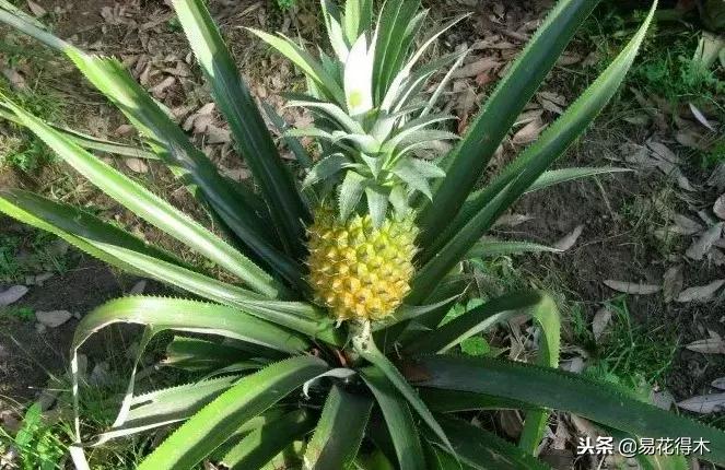 盆栽红豆杉落叶干枯怎么办,盆栽桔子树落叶是怎么回事