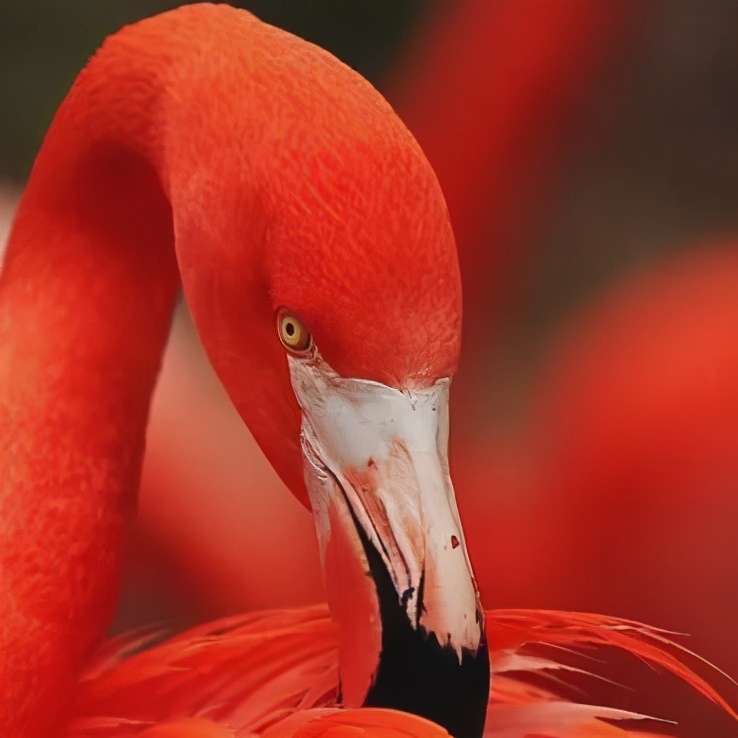 芬腾奢华浪漫内衣,芬腾秒杀打底