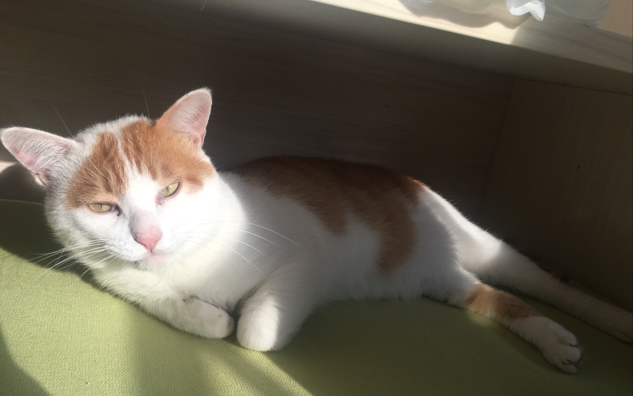 5个猫咪喂养技巧对猫咪有大益处,铲屎官教你科学养猫图片