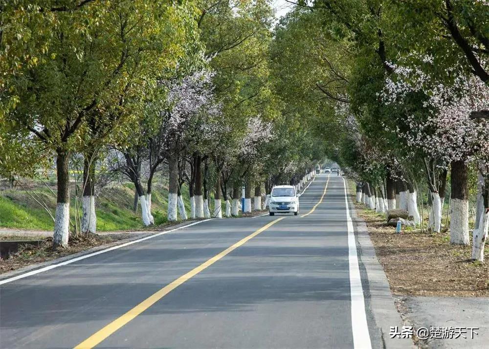 茶花盛开的地方有哪些,湖北有茶花吗